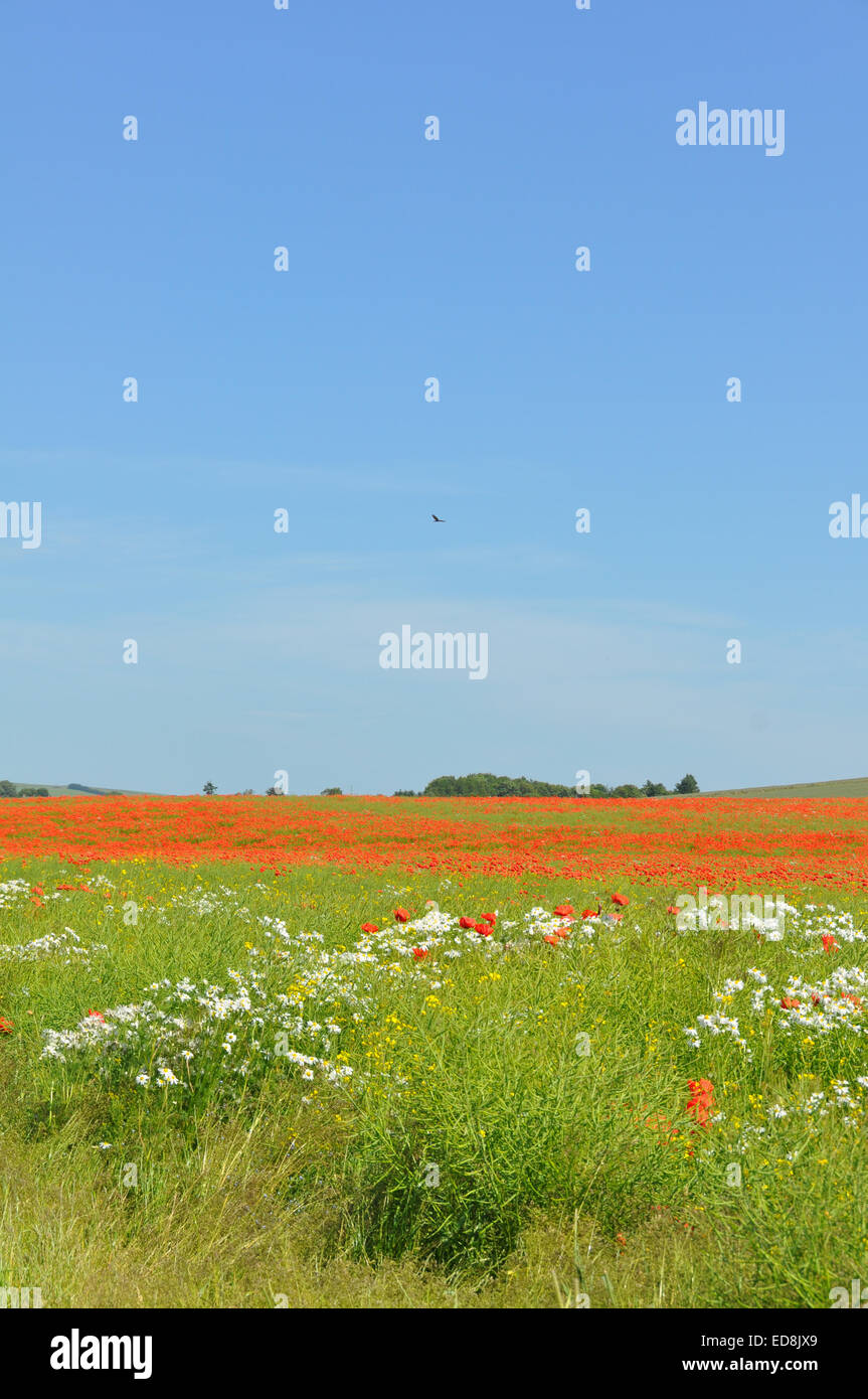 Bereich der Mohn und Gänseblümchen Ochsen-Auge in der Nähe von Ythanbank, Ellon, Aberdeenshire, Schottland Stockfoto