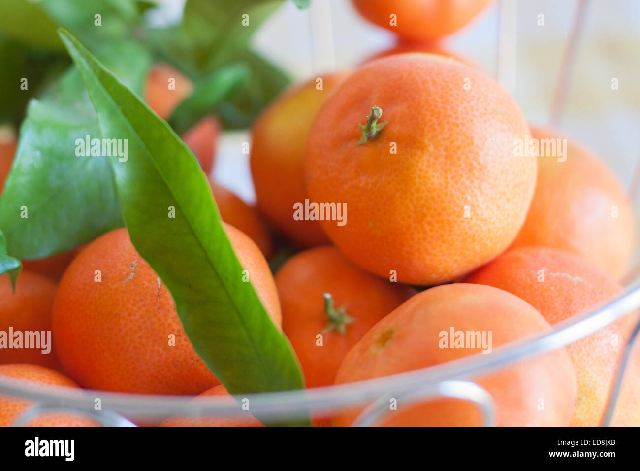 Mandarine, Oragens, Blätter Stockfoto