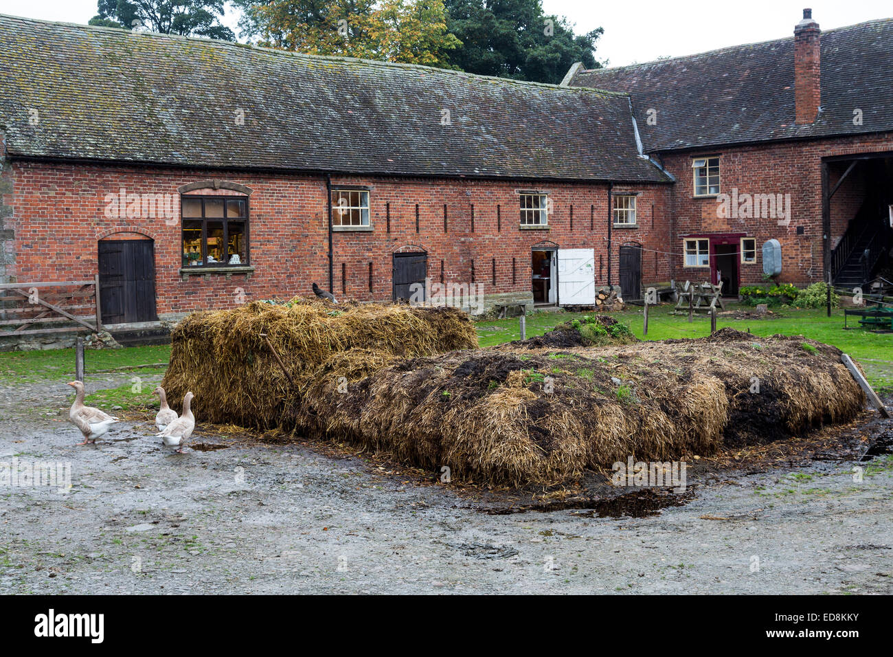Midden in Hof, Acton Scott historischen arbeiten Bauernhof, Shropshire Stockfoto
