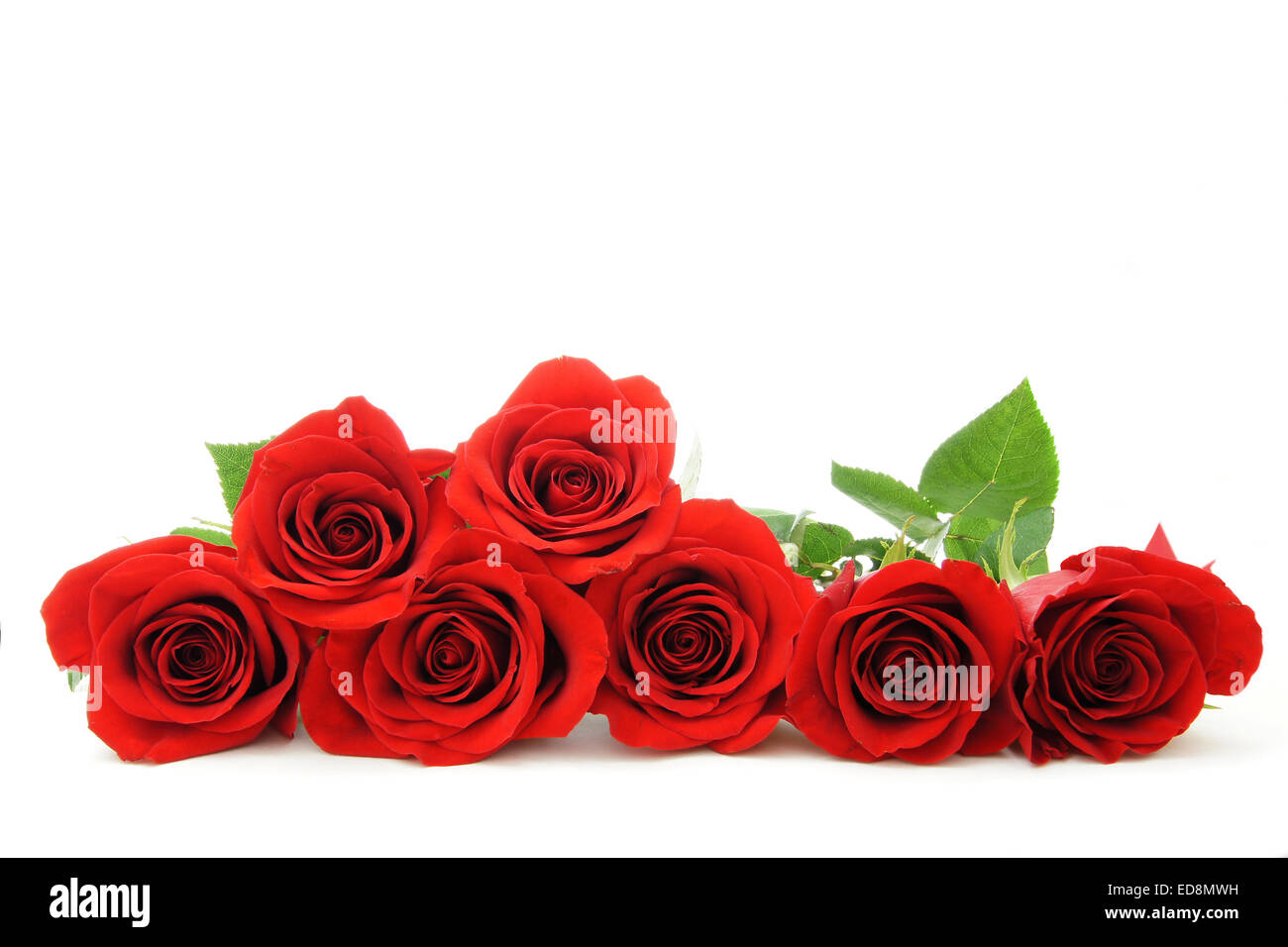 Schöne rote Rosen, angeordnet wie ein horizontaler Rahmen in weiß Stockfoto