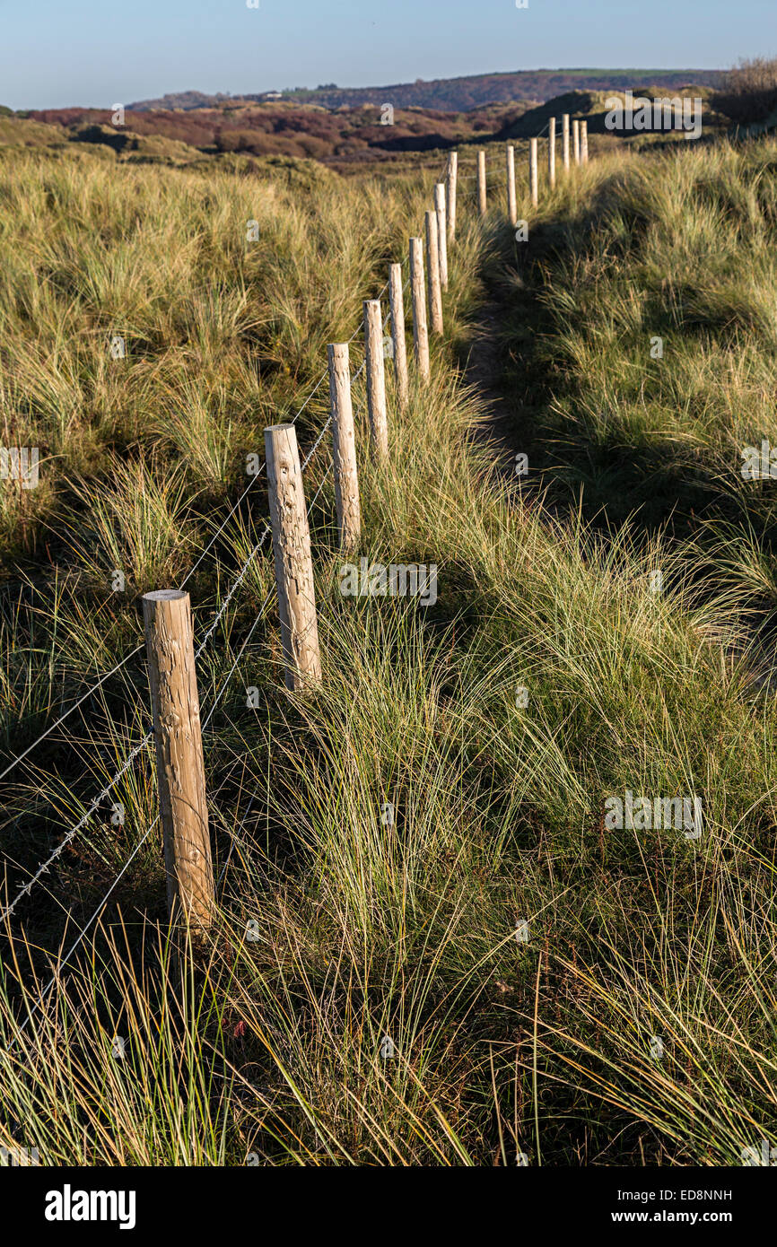 Zaun, Vieh auf festen Düne Lebensraum mit Dünengebieten Grass, Merthyr Mawr, Wales, UK zu beschränken Stockfoto