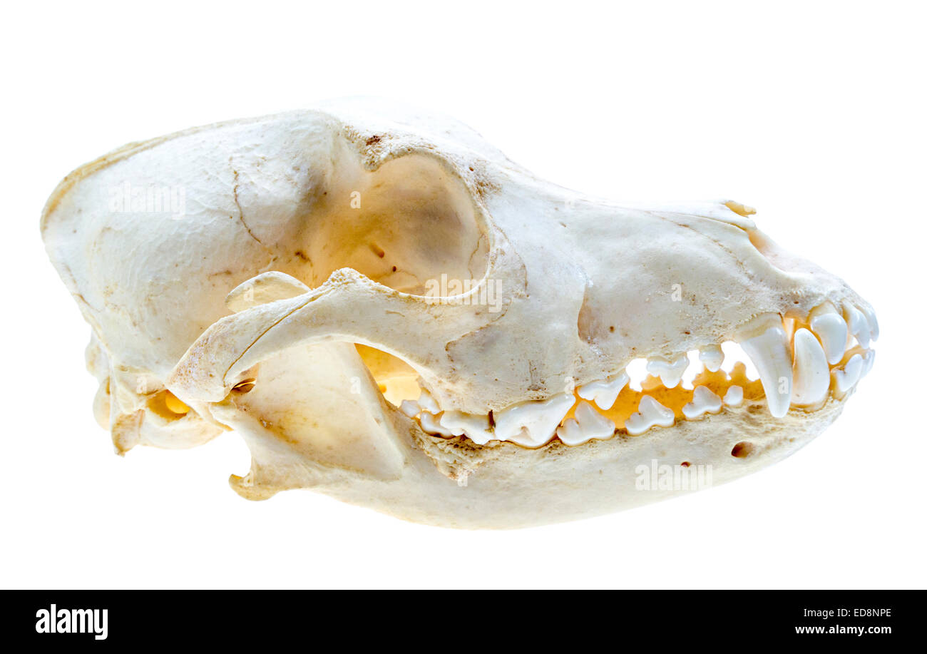 Hund Schädel zeigt Zähne Stockfoto