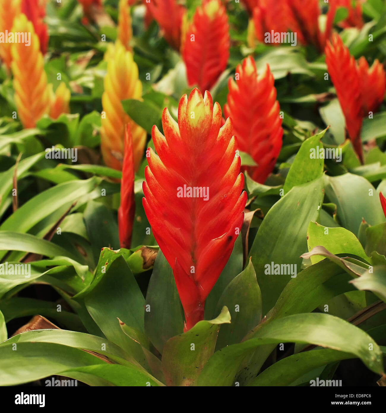 Bromelie oder Vriesea Splendens Blume Stockfoto
