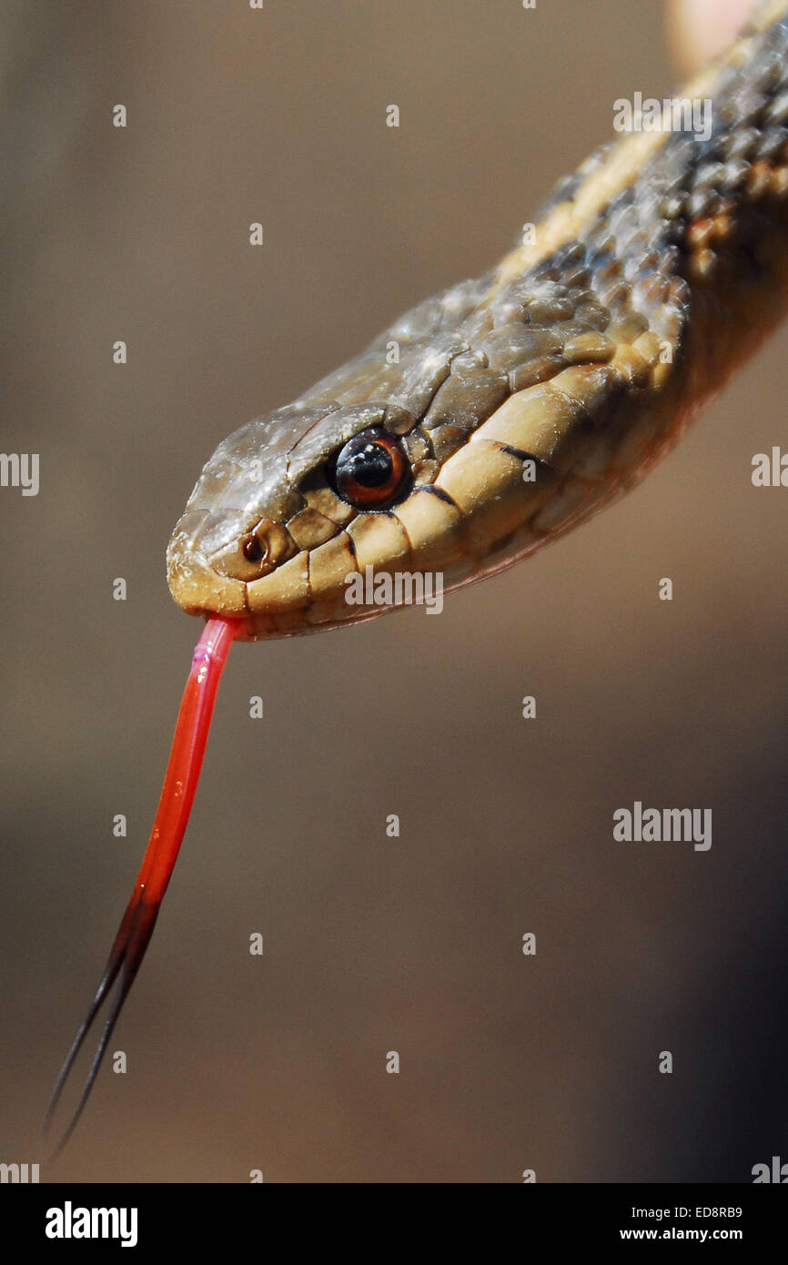 Garter Snake mit roter Zunge Stockfoto