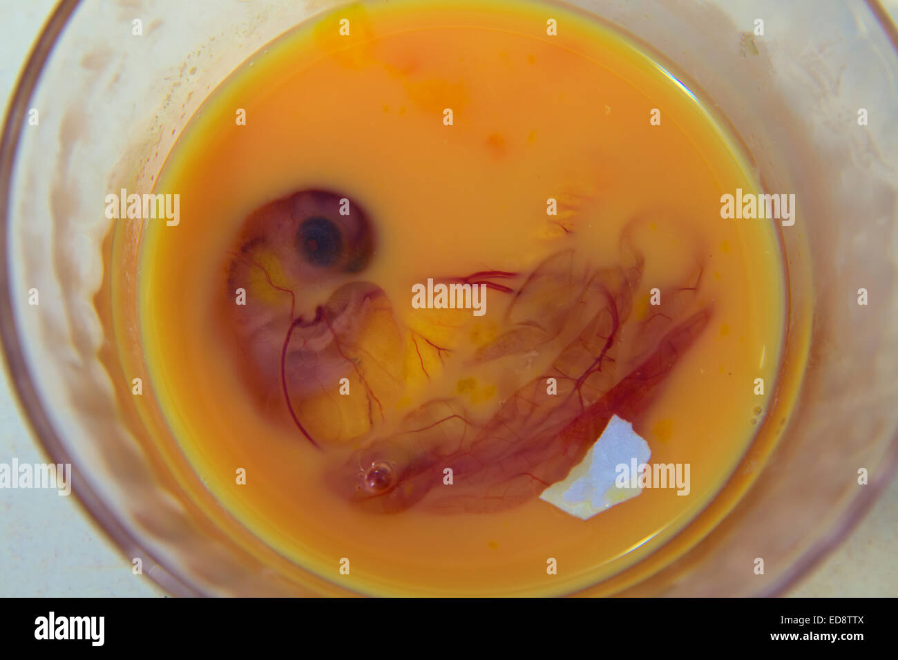 Entwicklung von Ente Embryo bei ca. 12 Tage Stockfoto