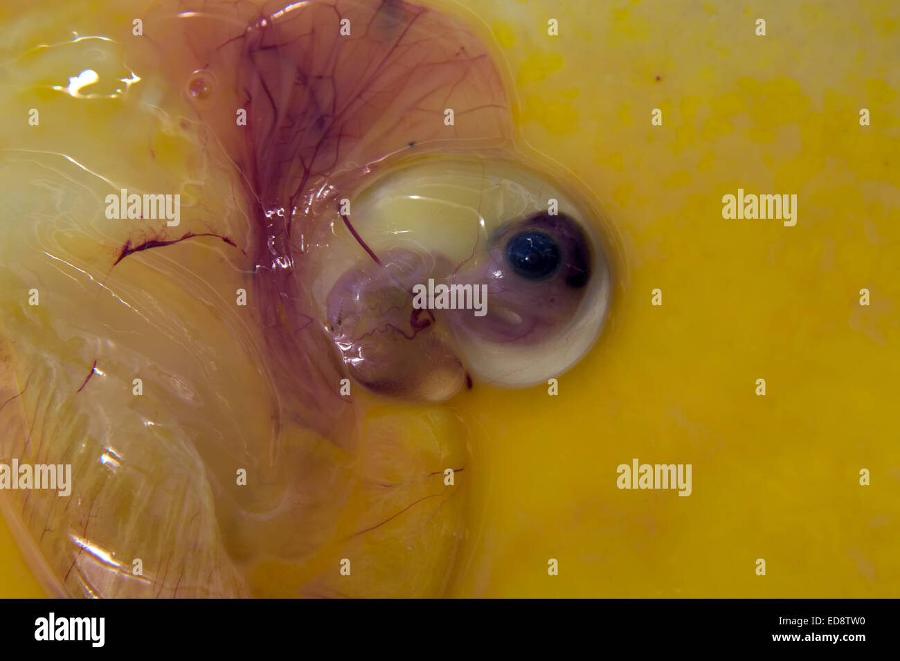 Entwicklung von Ente Embryo bei ca. 12 Tage Stockfoto