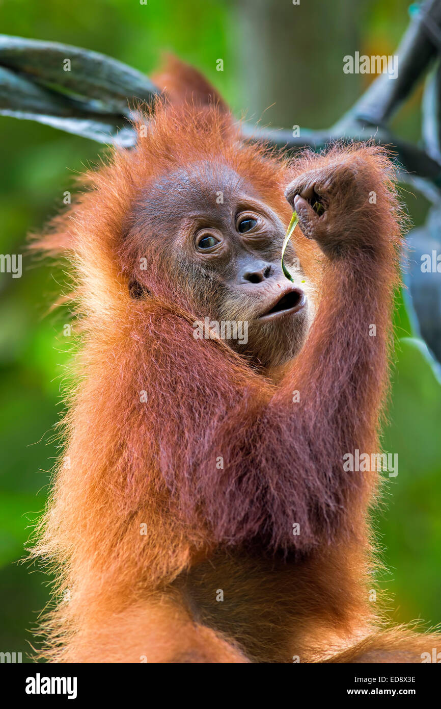 Borneo Orangutan Stockfoto