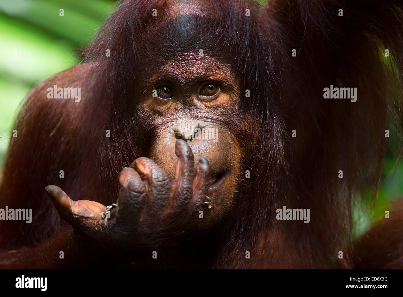 Borneo Orangutan Stockfoto