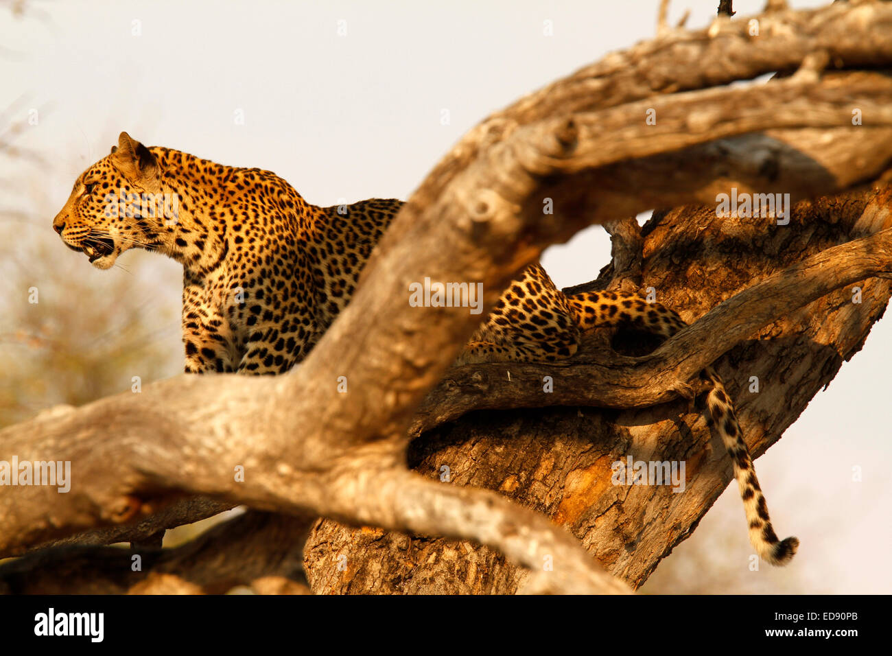 Afrikanische Wildkatze, die herrlichen Leopard auf einen Baum, eine der  Afrikas Big Five. Goldenen Fell Mantel mit schwarzen Rosetten und spots  Stockfotografie - Alamy