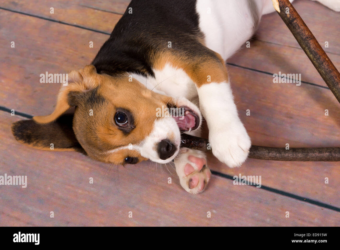 Sieben Wochen alt süße kleine Beagle Welpen Kauen auf einem stick Stockfoto