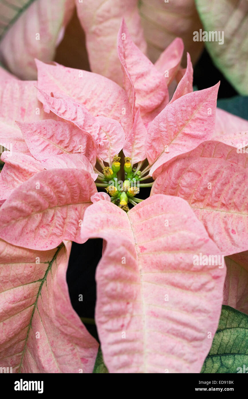 Euphorbia Pulcherrima "Fiscinne" (Zimt Stern) wächst in einer geschützten  Umgebung Stockfotografie - Alamy