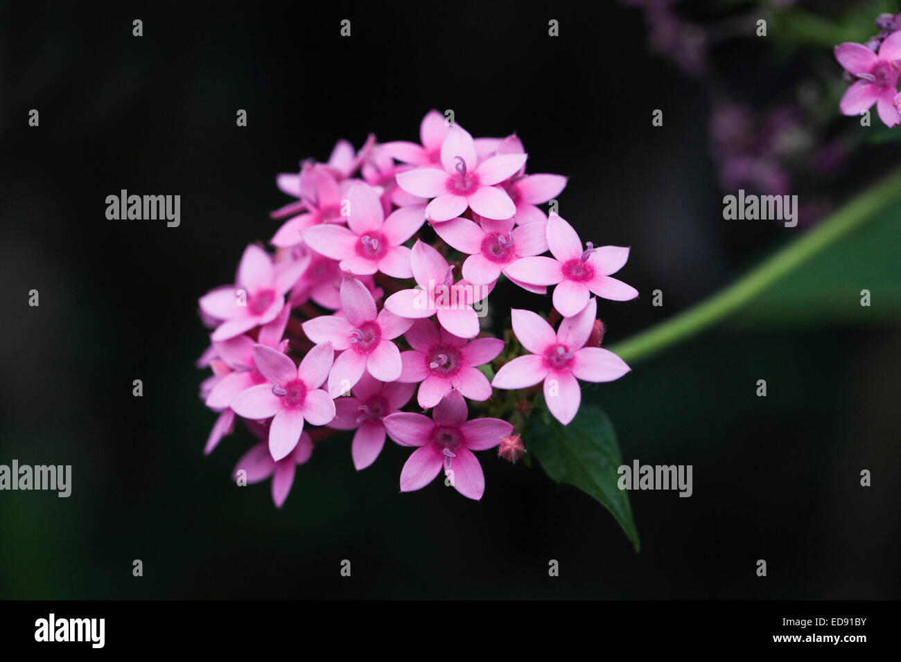 Pentas Lanceolata. Ägyptische Starcluster Blume wächst in einer geschützten Umgebung. Stockfoto
