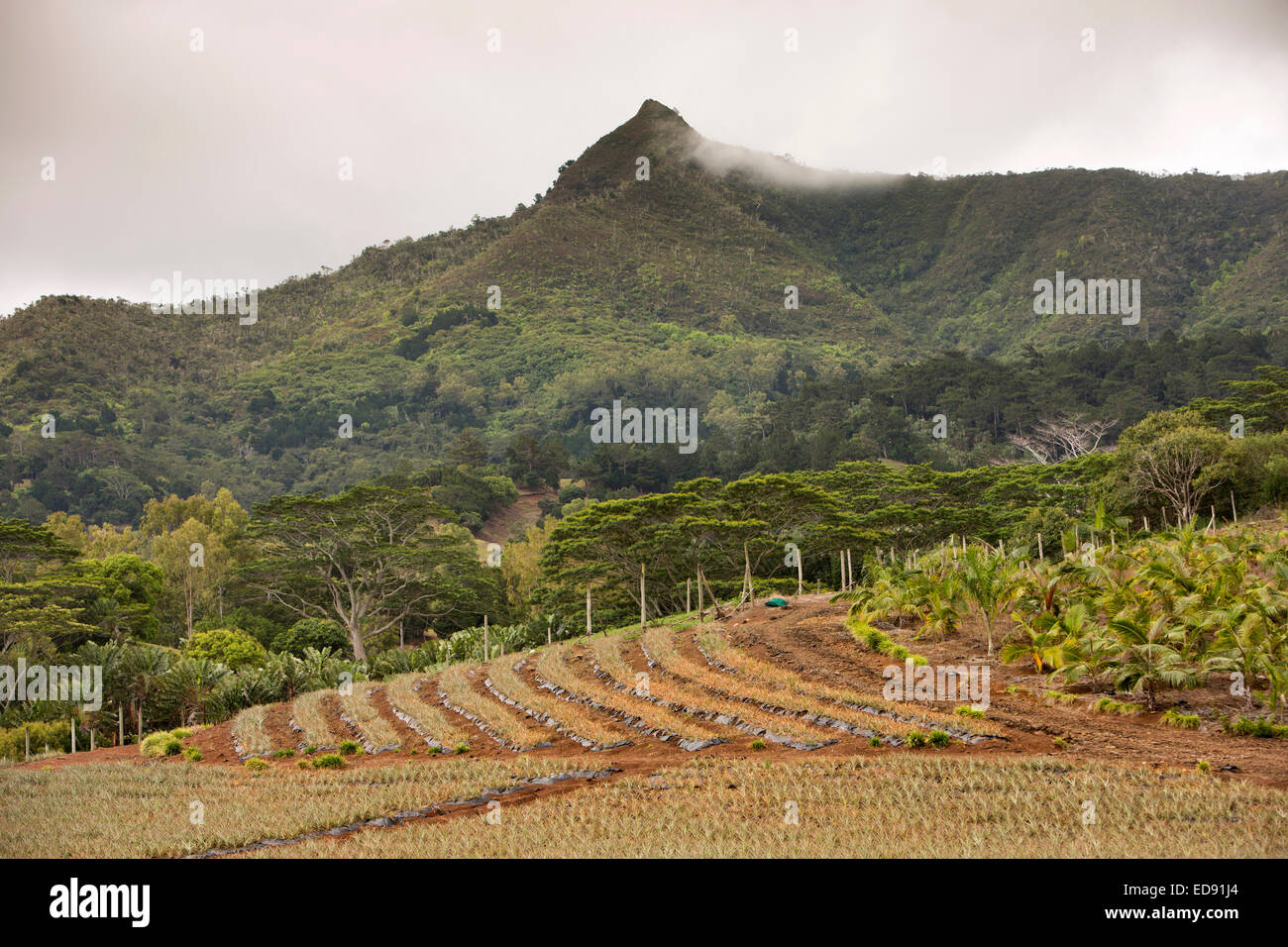 Mauritius, Chamarel, Landwirtschaft, Ananas wachsen in Feld Stockfoto