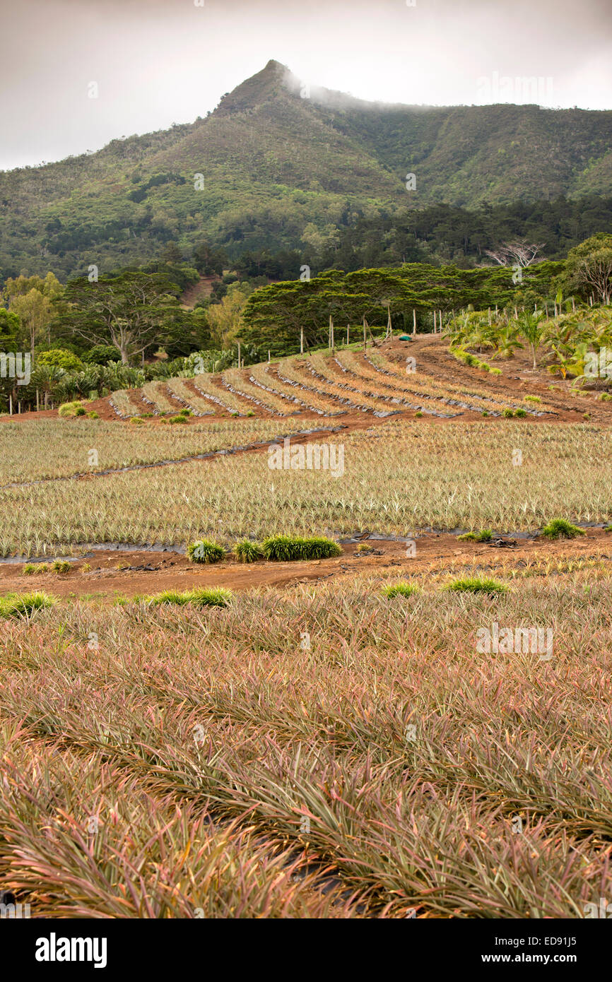 Mauritius, Chamarel, Landwirtschaft, Ananas wachsen in Feld Stockfoto