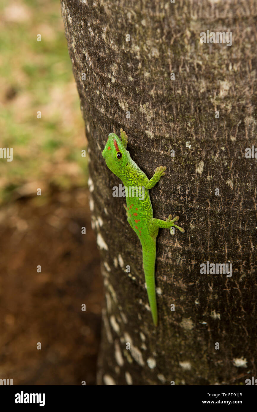 Mauritius, Chamarel, Rum-Fabrik, Green Day Gecko Phelsuma Madagascariensis auf Baumstamm Stockfoto