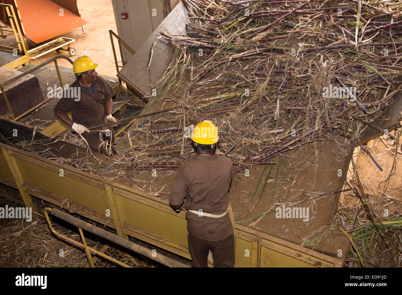 Mauritius, Chamarel, Rum, Rhumerie Werksbesichtigung, Zuckerrohr Ankunft verarbeitet werden Stockfoto