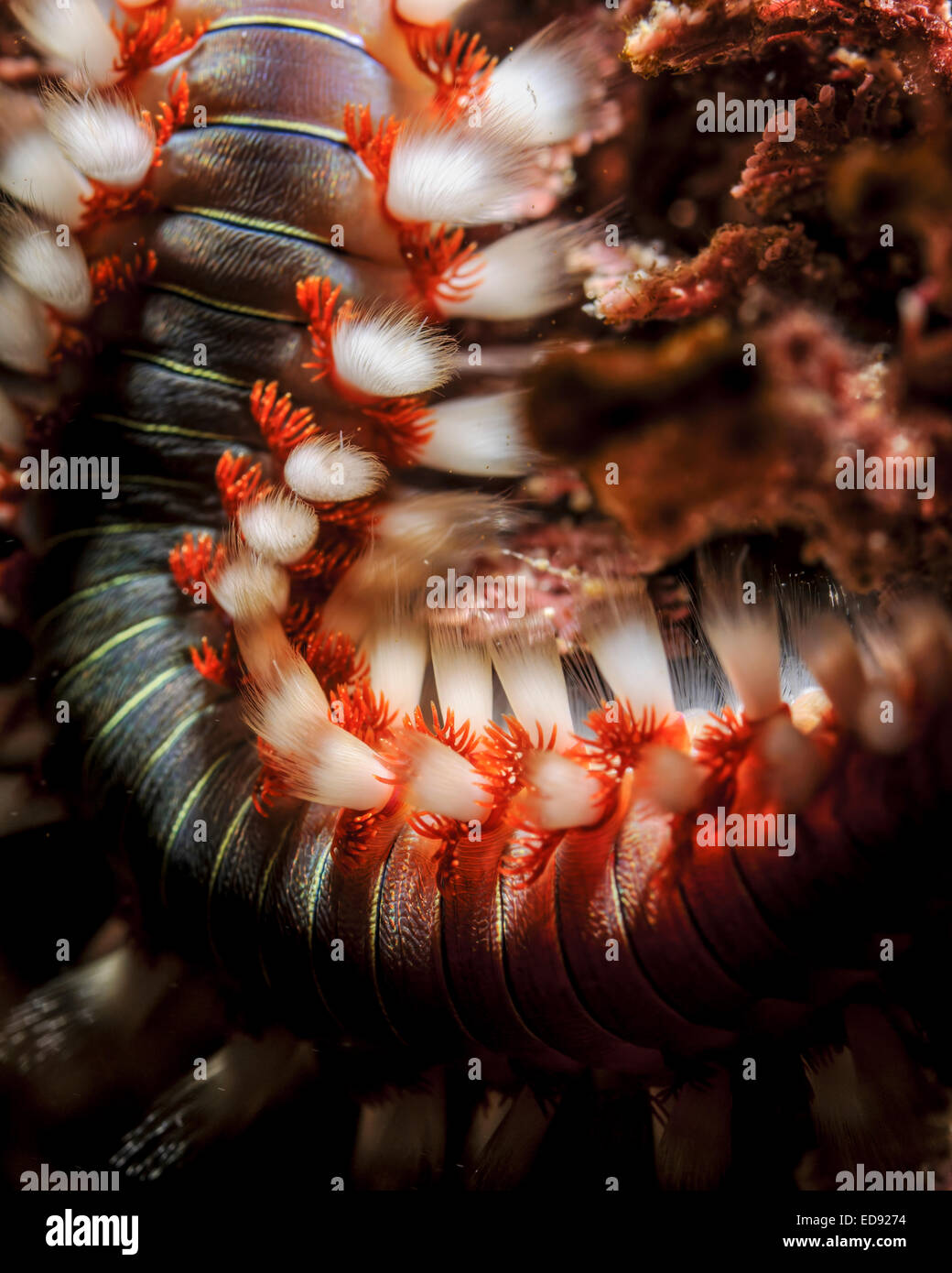 Nahaufnahme von einem bärtigen Fireworm (Hermodice Carunculata). Dies ist eine Art von marine Borstenwurm fotografiert in The Mediterranea Stockfoto