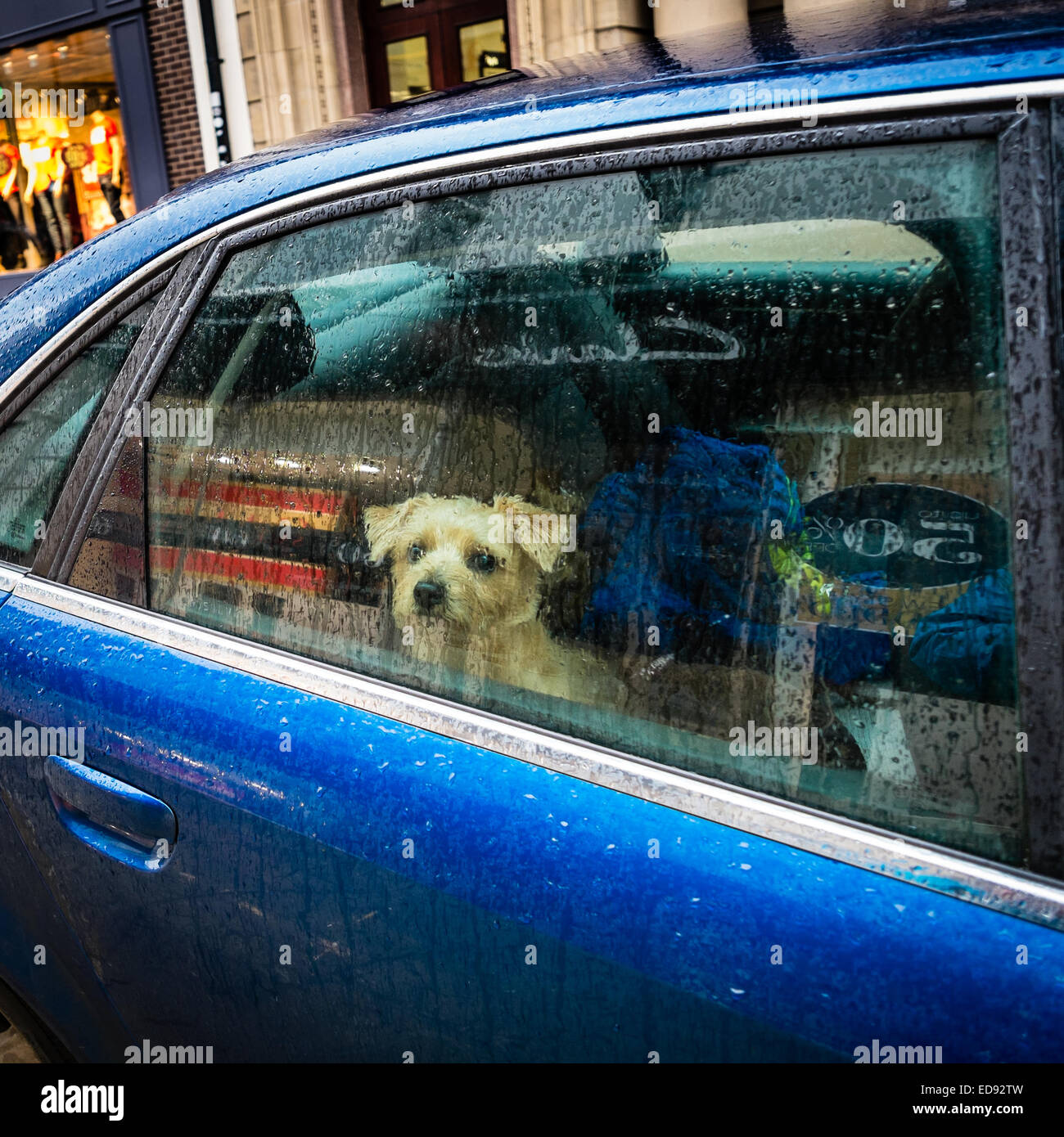 Ein kleiner Hund suchen aus einem Regen bespritzt Autofenster auf einem nassen Regentag Stockfoto