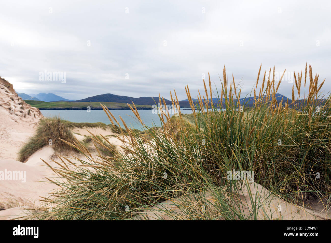 Dünengebieten Grass Ammophila Arenaria auf den Sanddünen von einer Fharaid mit Balnakeil Bucht hinter, Durness Sutherland Schottland, Vereinigtes Königreich Stockfoto