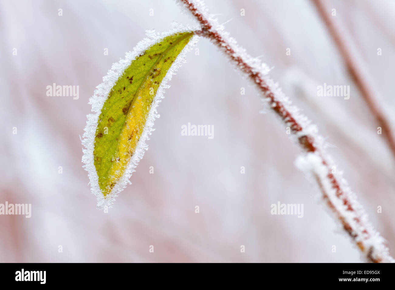 Frostigen Winter verlässt abstrakt Stockfoto
