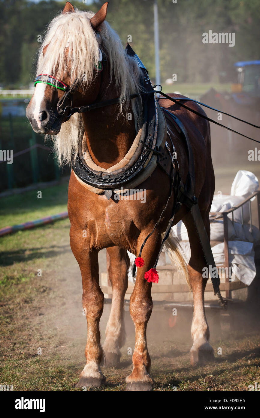 Portrait eines Pferdes, braune Pferd Stockfotografie Alamy