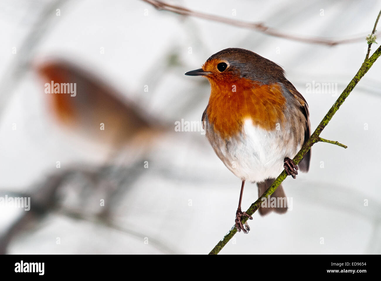 Paar Robin Vögel Stockfoto