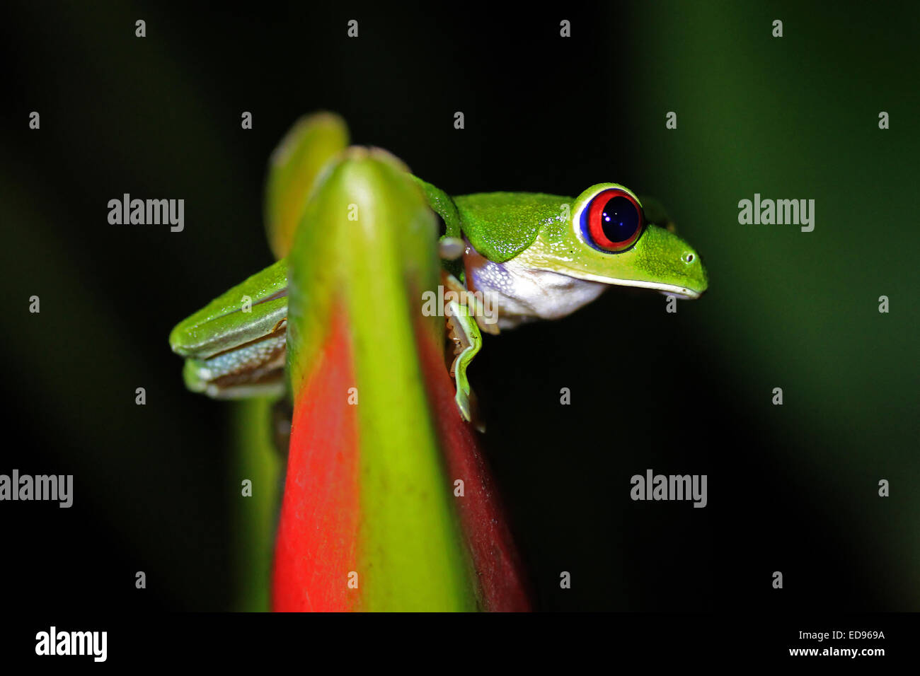 Rotäugigen Baumfrosch (Agalychnis Callidryas), Drake Bay, Halbinsel Osa, Costa Rica Stockfoto