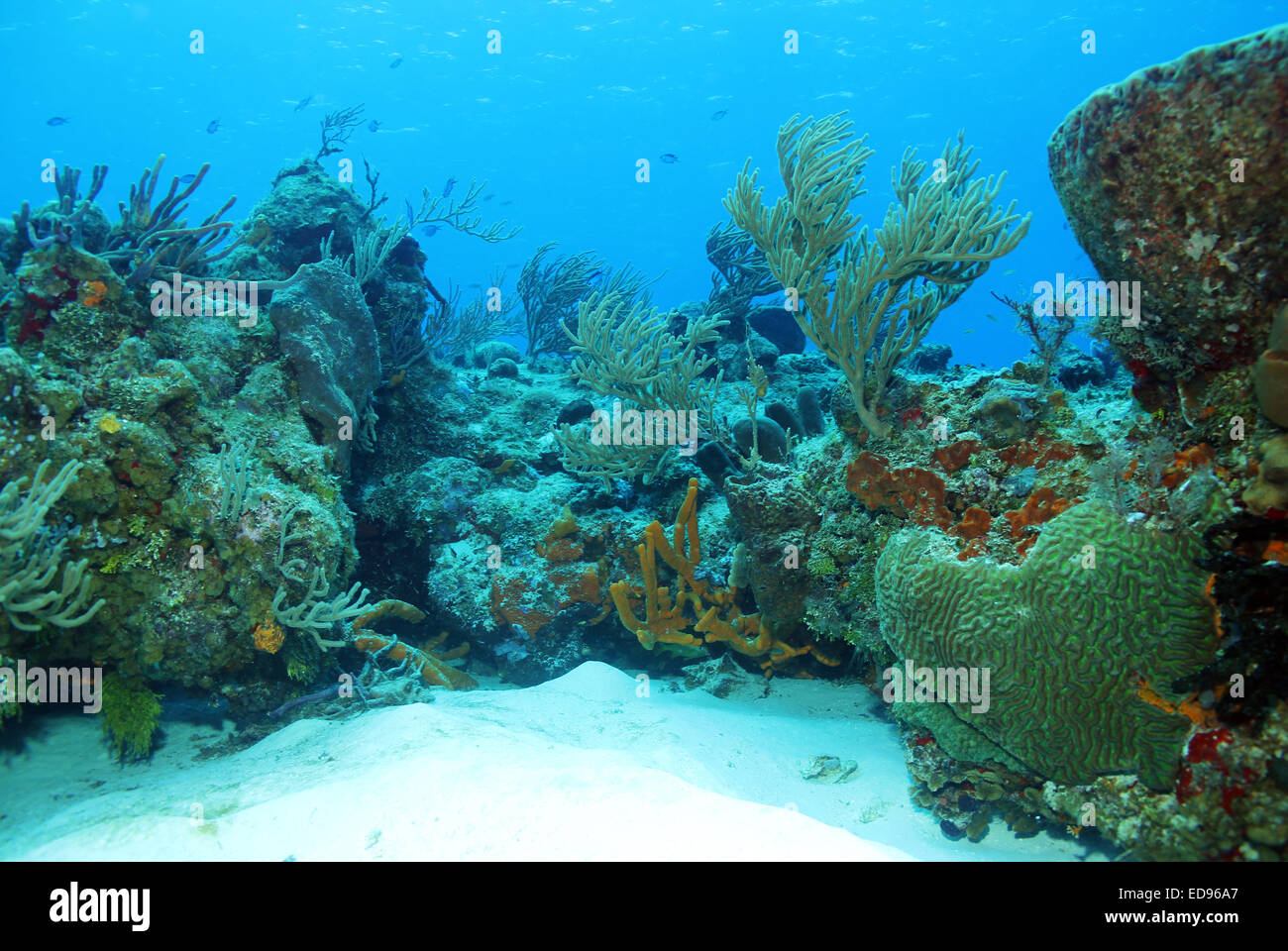 Korallenriff, Cozumel, Mexiko Stockfoto