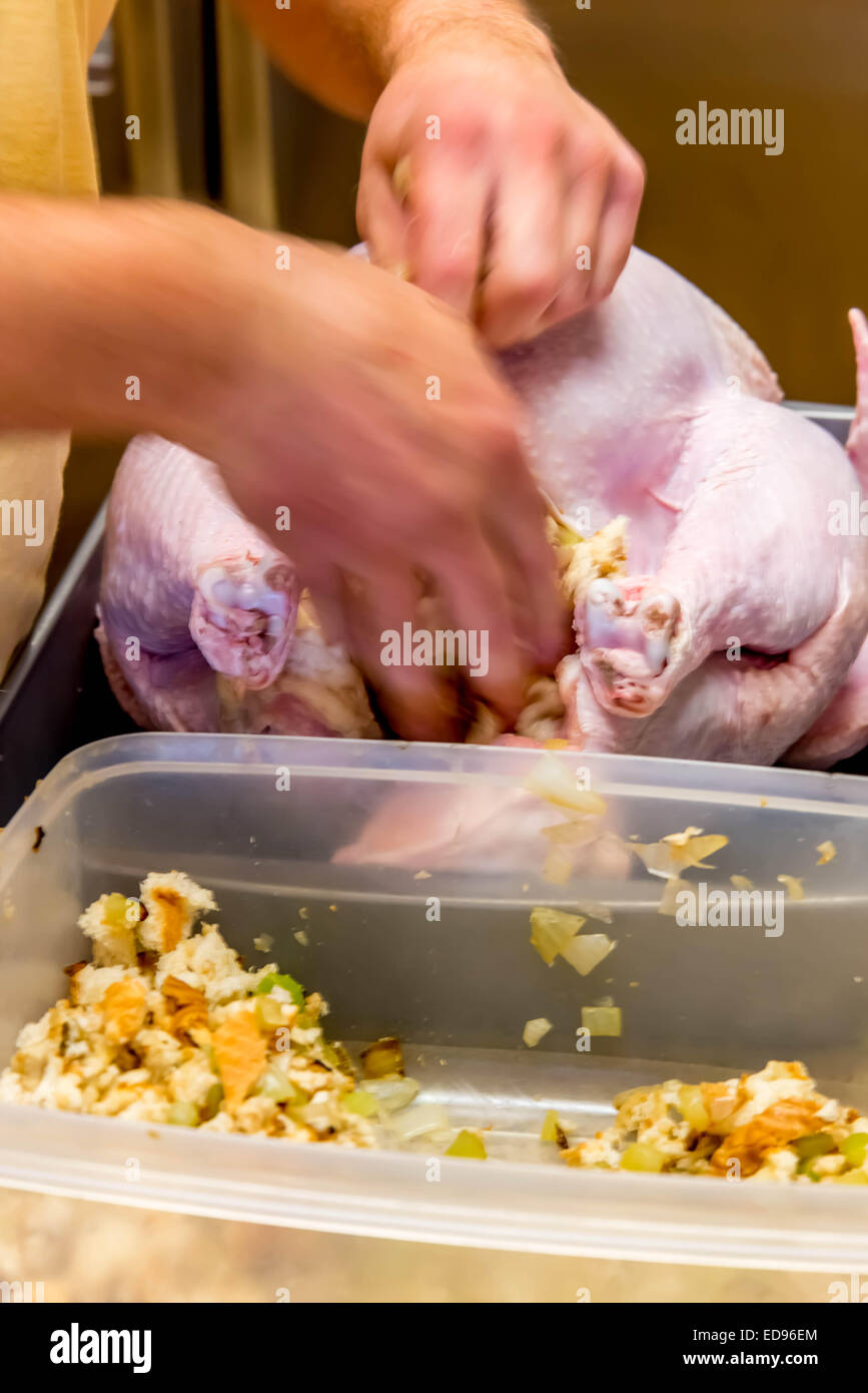 Zubereitung der Mahlzeiten der Thanksgiving - Füllung eine Türkei Stockfoto