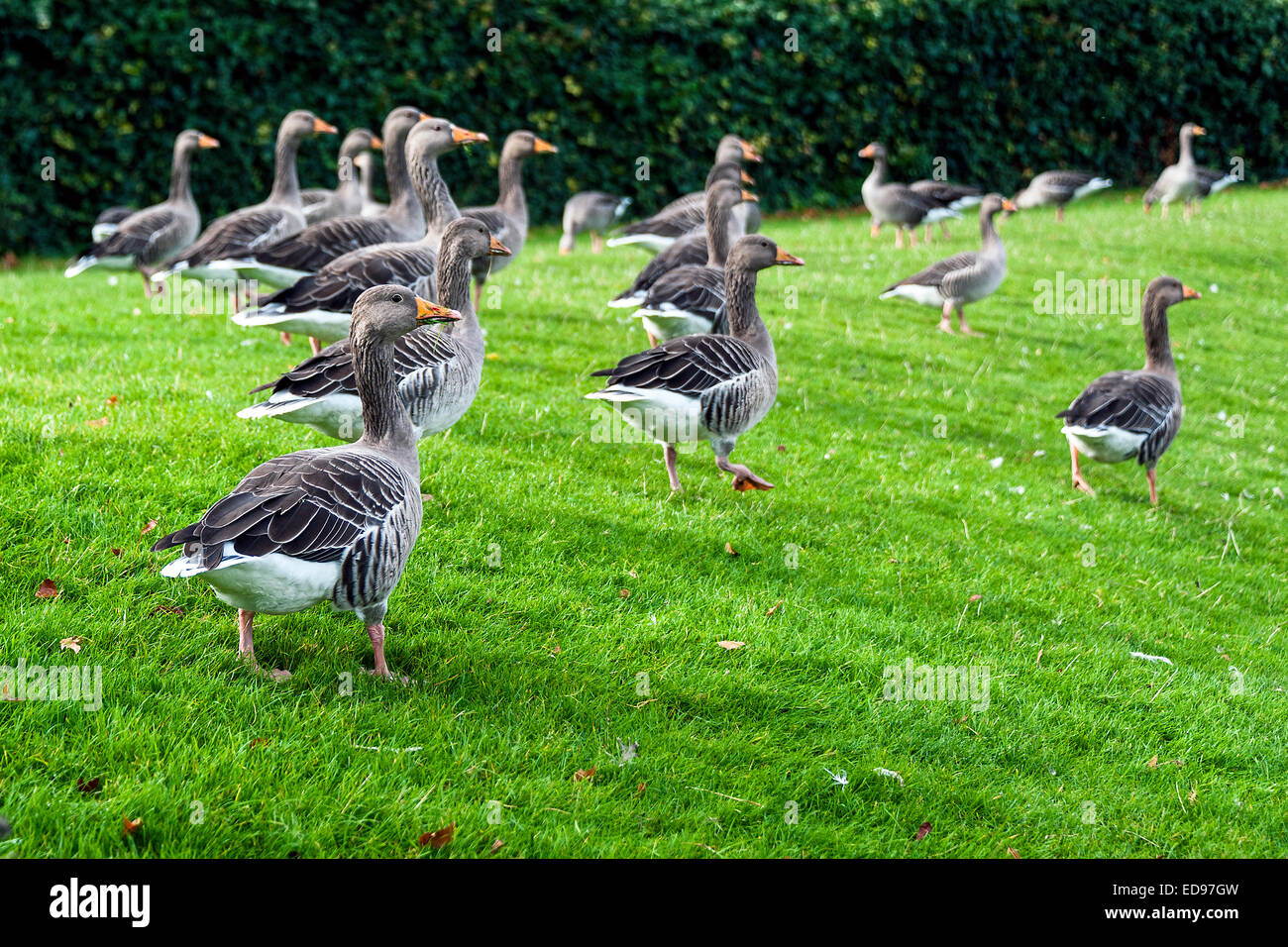 Herde Gänse in London, Großbritannien Stockfoto