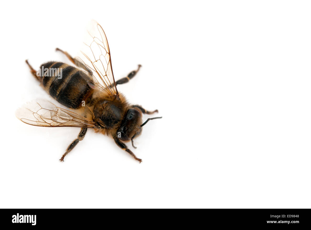 Biene auf dem weißen isoliert Stockfoto