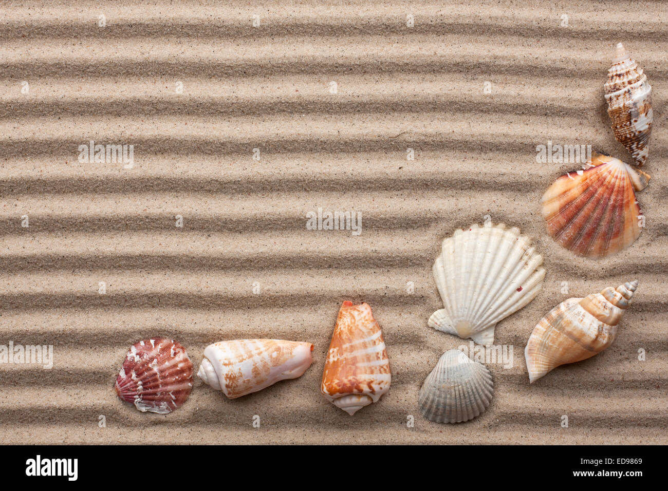 Muscheln inmitten von hügeligen Sand als Hintergrund Stockfoto
