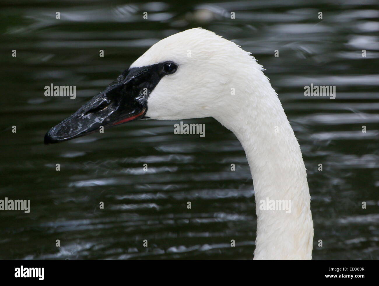 North American Trompeter Schwan (Cygnus Buccinator), Nahaufnahme des Kopfes und der schwarzen Schnabel Stockfoto