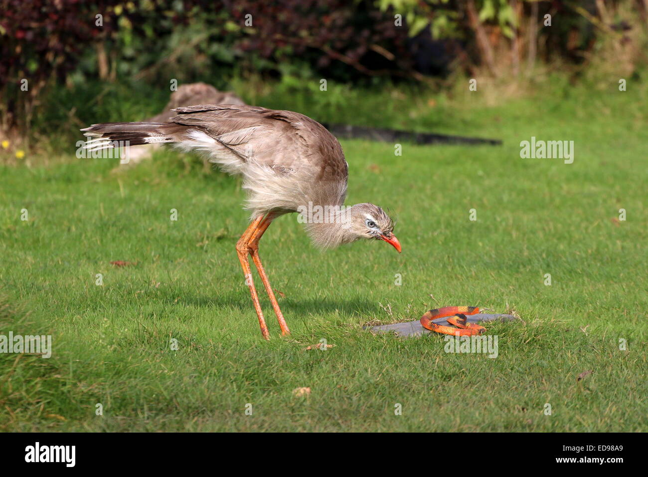 South American rotbeinige Seriema oder crested Cariama (Cariama Cristata) beschäftigt "töten" eine Spielzeug aus Plastik Schlange während einer Vogel-show Stockfoto