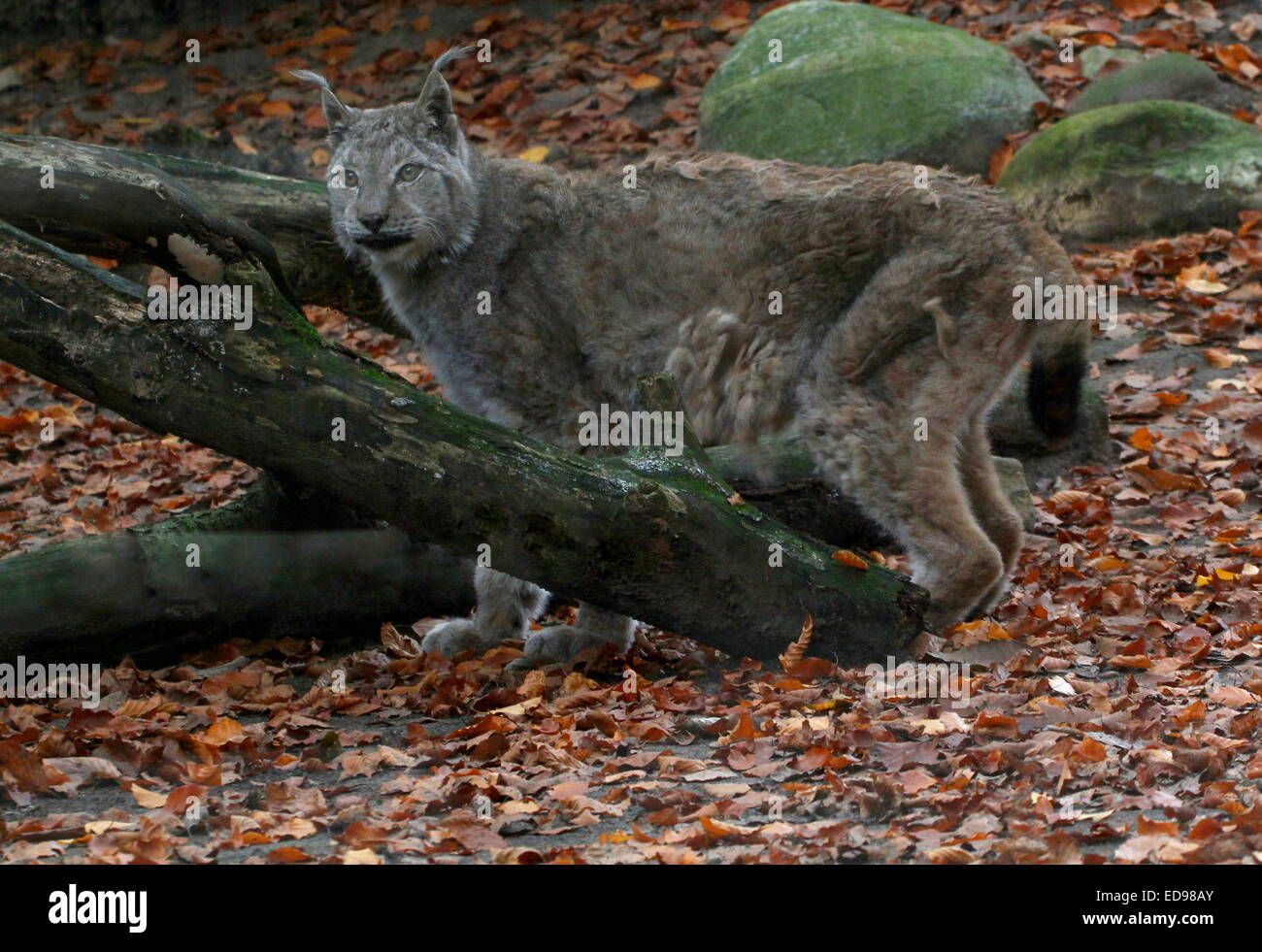Mauser europäischer oder nördlichen Luchs (Lynx Lynx) im Spätherbst Stockfoto