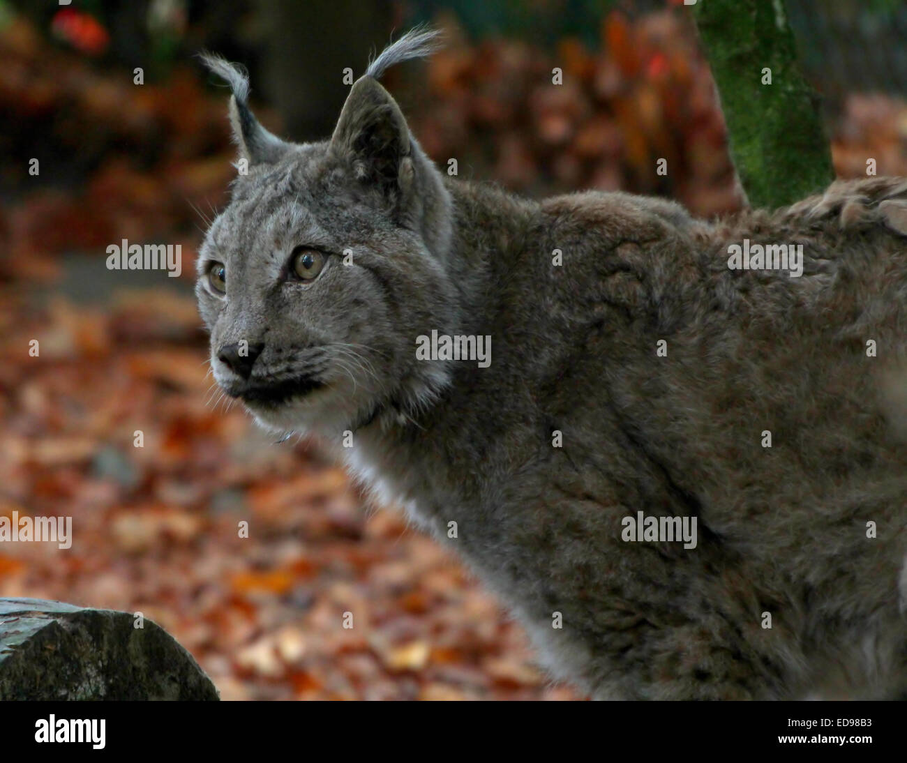Europäische oder nördlichen Luchs (Lynx Lynx) in einer natürlichen Umgebung Stockfoto