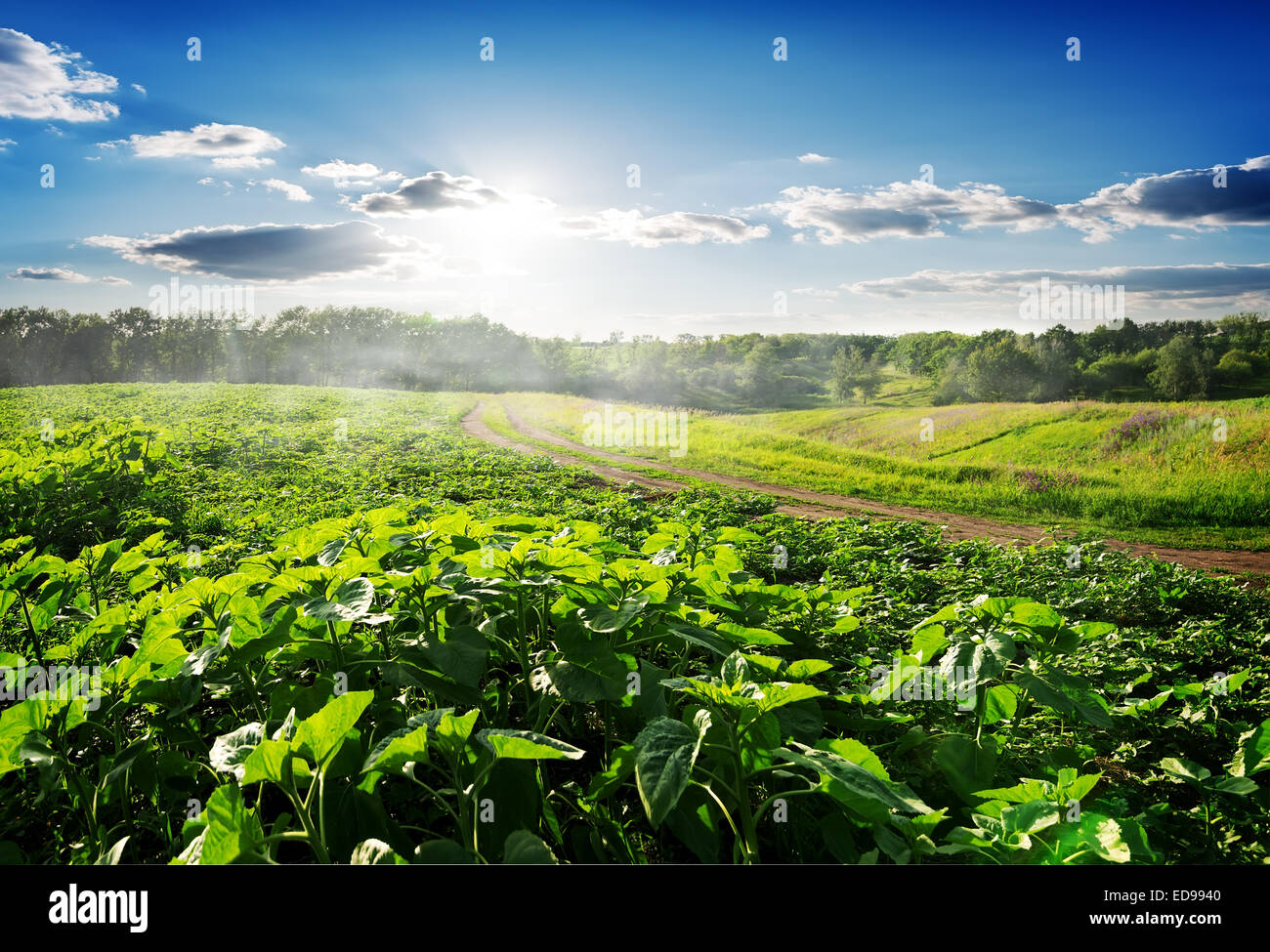 Feld mit Sonnenblumen in der früh gesät Stockfoto
