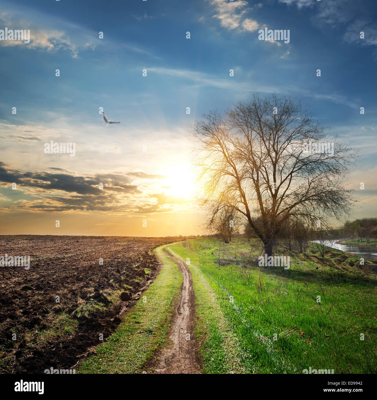Vogel über gepflügtes Feld und Landstraße Stockfoto