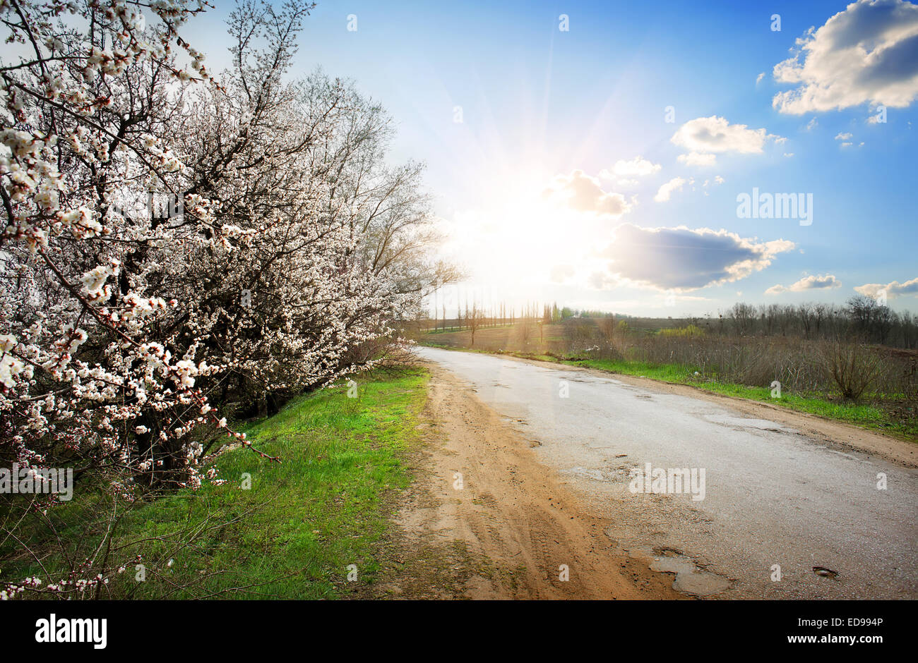 Blühender Kirschbaum in der Nähe von Straße bei Sonnenschein Stockfoto