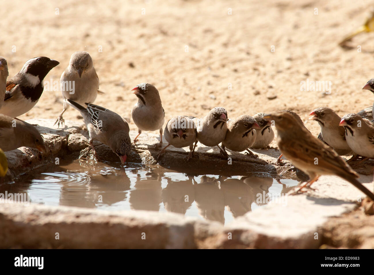 Vögel trinken aus einer kleinen Lache des Wassers unter einem Wasserhahn Nossob Camp in Kalahari, Kgalagadi Transfontier Park, Südafrika Stockfoto
