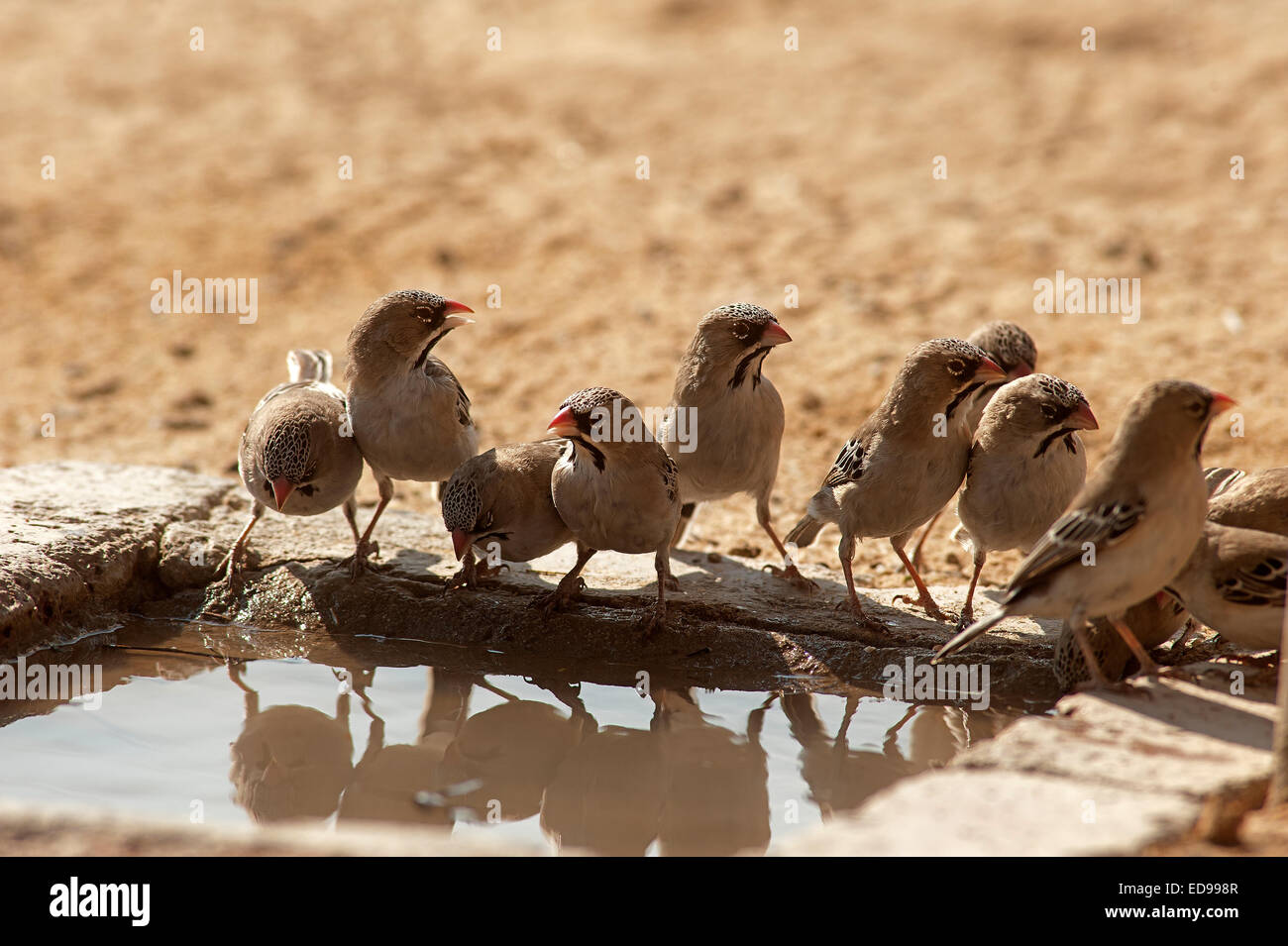 Vögel trinken aus einer kleinen Lache des Wassers unter einem Wasserhahn Nossob Camp in Kalahari, Kgalagadi Transfontier Park, Südafrika Stockfoto