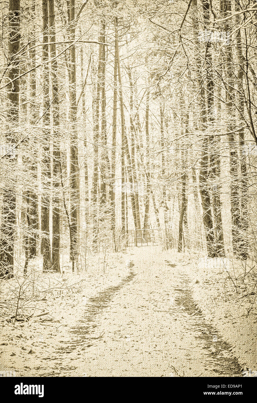 Wanderweg im verschneiten Winterwald Stockfoto