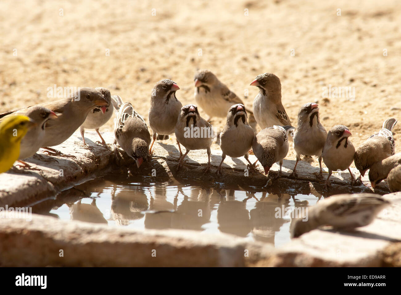 Vögel trinken aus einem kleinen Pool Wasser angesammelt Nossob Camp in Kalahari, Kgalagadi Transfontier Park, Südafrika Stockfoto