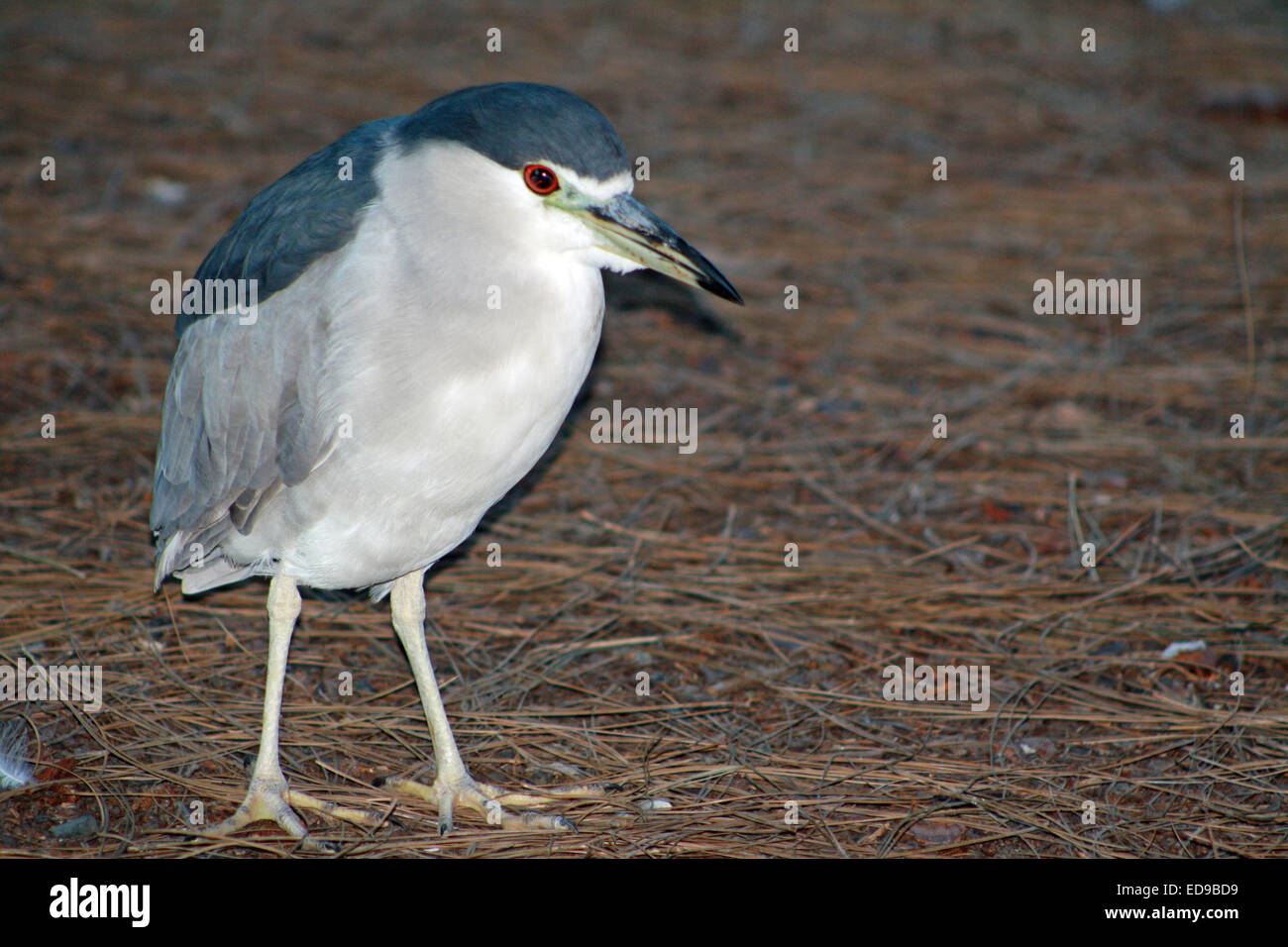 Männliche Nachtreiher (Nycticorax) Stockfoto