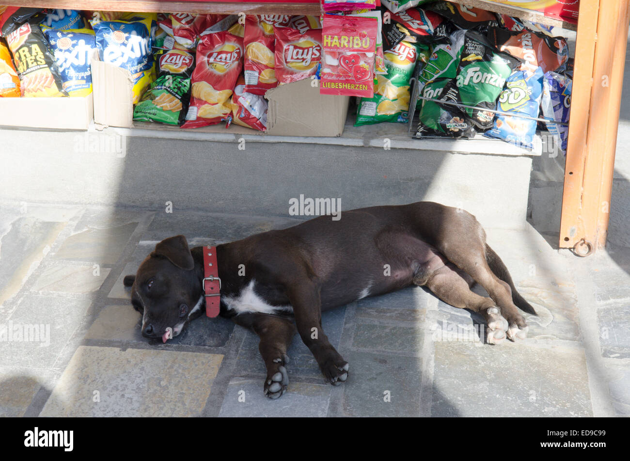 Hund schlafen auf Bürgersteig im Eingang des Shops in Skopelos-Stadt, Skopelos, griechische Insel. Stockfoto