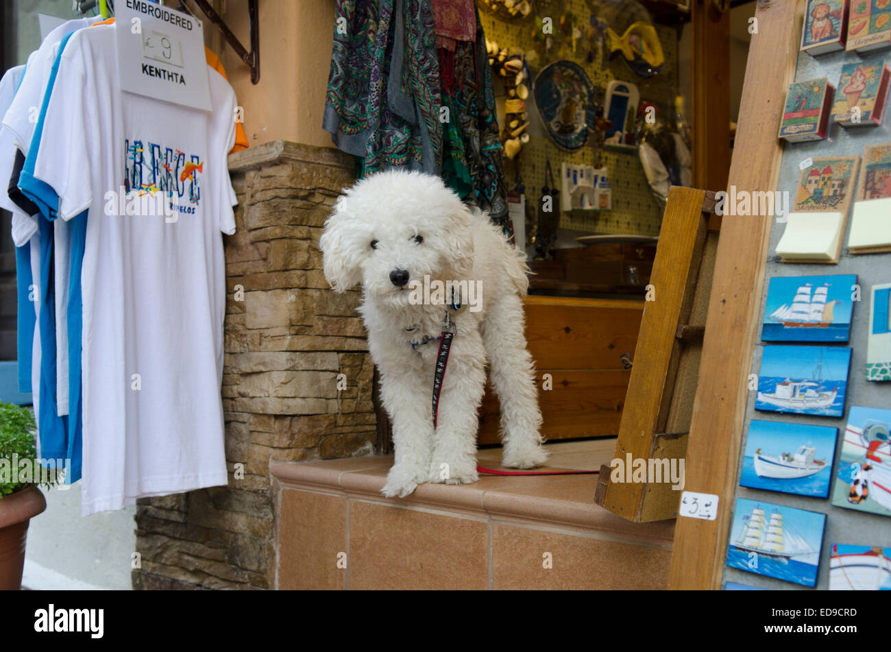 Hund im Eingang des Shops in Skopelos-Stadt, Skopelos, griechische Insel. Stockfoto