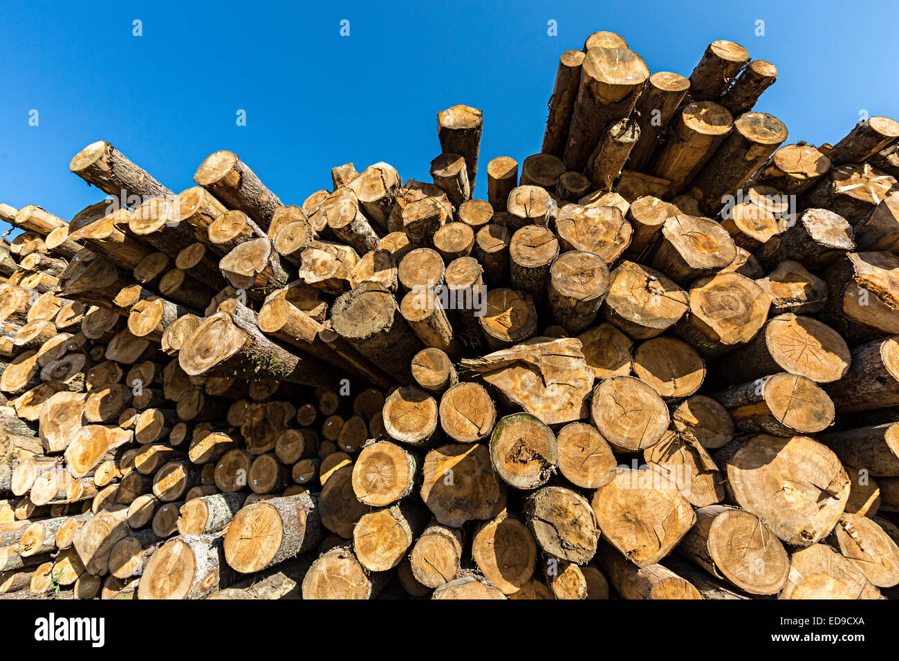 Holz-Gewürz gestapelt im Sägewerk, Cerknica, Slowenien Stockfoto