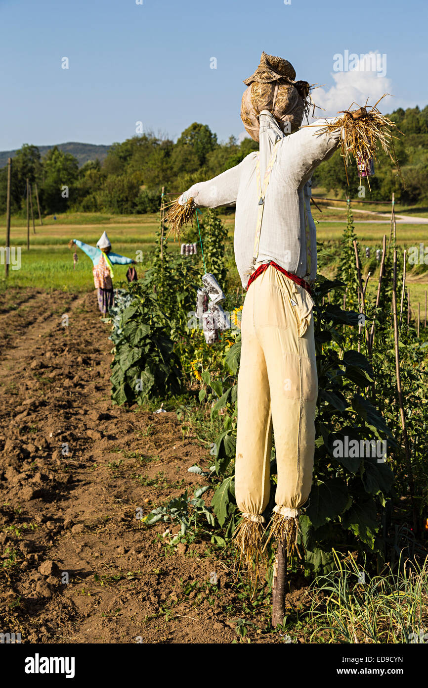 Vogelscheuchen auf Gemüsebeet, Cernknica, Slowenien Stockfoto