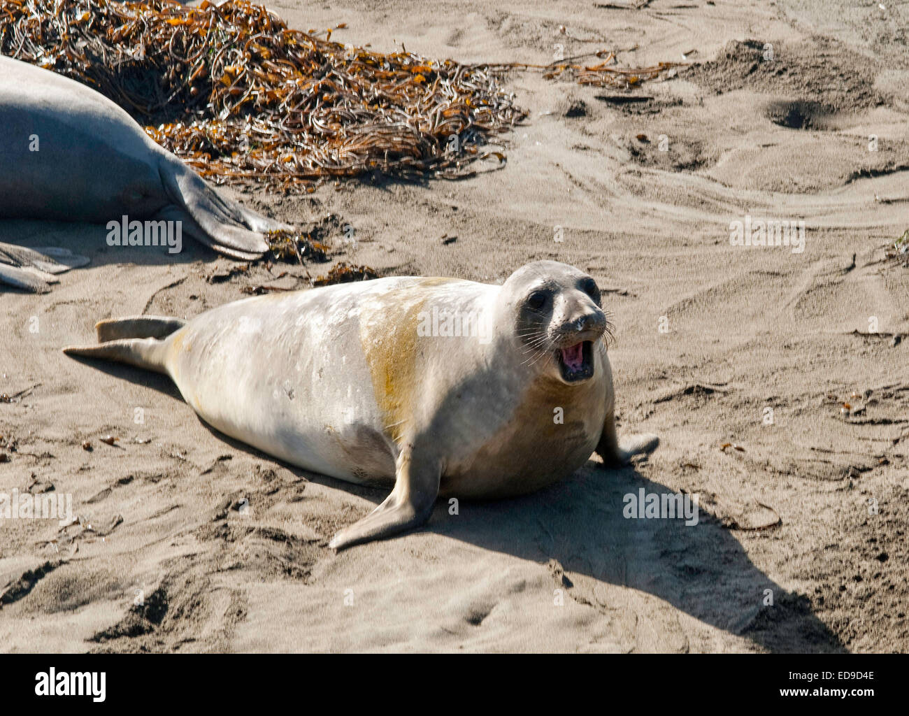 Weibliche See-Elefant in Piedras Blancas Rookery, San Simeon, Kalifornien Stockfoto