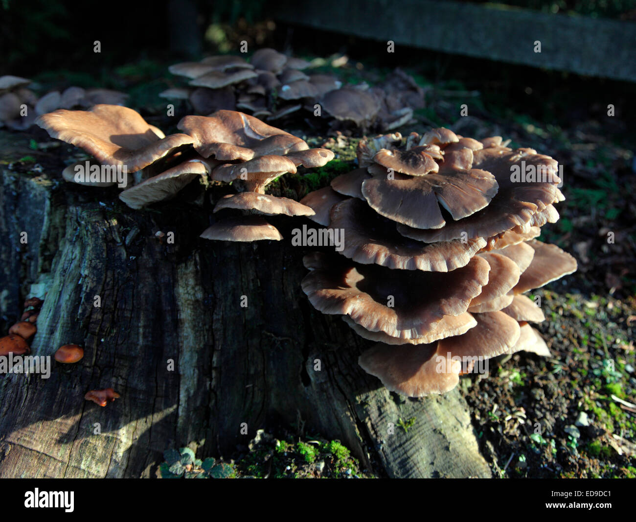 wilde Pilze wachsen auf einem Baum stumpf in Corduff Kirchhof. Stockfoto